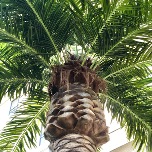 5-15m ngoài trời trang trí bãi biển nhân tạo cây dừa nhân tạo cây cọ sợi thủy tinh nhựa cây trung tâm trang trí cảnh quan - Product Image 4