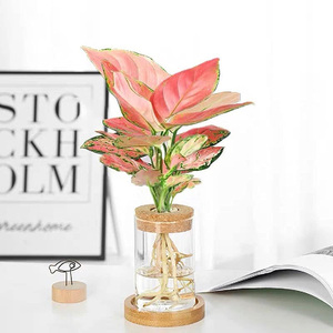Terrario de Escritorio para Plantas, Estación de Propagación, Maceta de Vidrio para Mesa, Florero para Plantas Acuáticas con Tapa para Cultivar Plantas Hidropónicas - Product Image 6