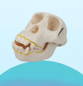 Modèle de Crâne de Chimpanzé pour l'Évolution Humaine - Outil Pédagogique Anatomique pour la Science Médicale et l'Exposition Muséale - Product Image 5