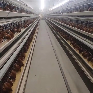 Công suất 5000 mạ kẽm a-loại gà lớp trứng Lồng tự động pin lồng uống hệ thống cho chăn nuôi gia cầm 128/160 lồng - Product Image 1