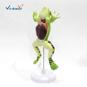 Modelo de anatomía de rana de plástico, herramienta profesional de enseñanza de biología médica - Product Image 4