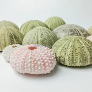 Accesorios de fotografía, macetas, adornos naturales para peceras, materiales Diy, decoración del hogar, regalos, erizo de mar verde rosa, conchas de Sputnik