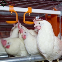 Cage à poulets automatique de type H pour l'équipement d'élevage avicole commercial