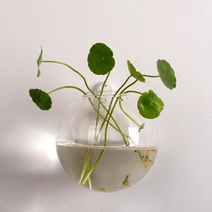 Vaso da <span class=keywords><strong>Parete</strong></span> in Vetro Trasparente Fatto a Mano per Piante Idroponiche con Opzioni di Dimensioni Personalizzate Horaeglass - Product Image 4