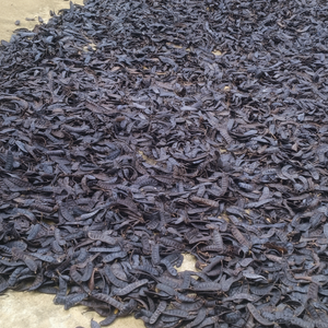 Gleditsia triacanthos Boket Vietnam févier - Product Image 1