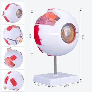 Modèle d'enseignement des sciences médicales grossissement 6x anatomie de l'œil humain en plastique avec globes oculaires et vaisseaux détachables - Product Image 5