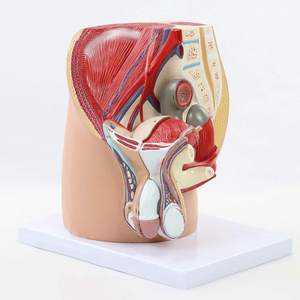 Model Anatomi Panggul dan Sistem Genital Pria Dewasa Bagian Sagital Median untuk Pelatihan Perawat Model Anatomi Manusia - Product Image 6