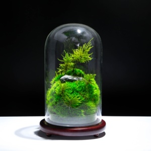 Every Love la forêt tropicale zéro (M) Sculpture botanique un Terrarium en mousse préservée vente en gros - Product Image 3