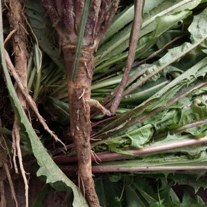 Taraxacum mongolicum地上部からの乾燥モンゴルタンポポハーブの葉 - Product Image 5