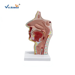 Modèle anatomique en plastique <span class=keywords><strong>de</strong></span> section sagittale des cavités orales et nasopharyngées pour <span class=keywords><strong>la</strong></span> formation médicale dans les écoles et les hôpitaux - Product Image 1