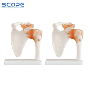 <span class=keywords><strong>Esqueleto</strong></span> <span class=keywords><strong>humano</strong></span> de tamaño real, ligamento articular del <span class=keywords><strong>hombro</strong></span>, modelo anatómico del <span class=keywords><strong>esqueleto</strong></span> de la articulación del <span class=keywords><strong>hombro</strong></span> - Product Image 5