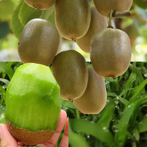 Frais <span class=keywords><strong>Hayward</strong></span> <span class=keywords><strong>Kiwi</strong></span> Vert Coeur Vitamine C 9cm <span class=keywords><strong>Kiwi</strong></span> Fruit - Product Image 1