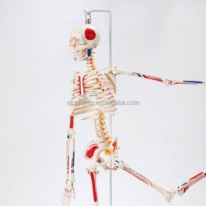 85cm con người giải phẫu Mô Hình Bộ Xương y tế trường thiết bị giảng dạy cho khoa học y tế - Product Image 6