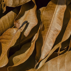 Remise spéciale sur les feuilles de mangue séchées crues de qualité supérieure pour la santé et le bien-être - Product Image 1