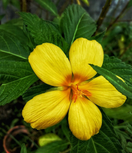 <span class=keywords><strong>Damiana</strong></span> bubuk daun <span class=keywords><strong>Damiana</strong></span>, pasokan alami 99% bubuk ekstrak <span class=keywords><strong>Damiana</strong></span> 10:1 20:1 - Product Image 4