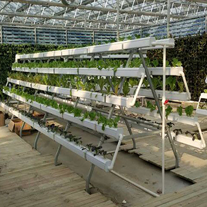 Skyplant Système hydroponique NFT à grande serre pour la culture de laitue et de salade - Product Image 2