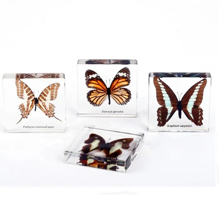 Different Specimen Box Butterfly Resin embedded Specimen kids toys