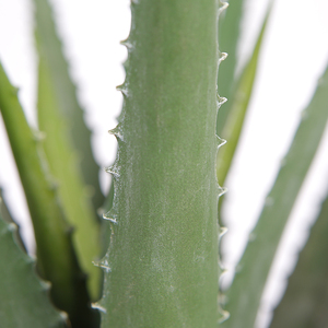 Planta de <span class=keywords><strong>Aloe</strong></span> <span class=keywords><strong>Vera</strong></span> falsa de 40cm, planta de <span class=keywords><strong>Agave</strong></span> Artificial, plantas de interior para el hogar, maceta para interior, mesa, decoración de jardín - Product Image 3
