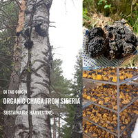 Vital Green Private Label China Dubbel Geëxtraheerd Biologisch Bulk Fruitend Chaga Zwarte Goud Paddenstoel Extract Poeder voor Koffie