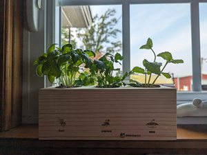 Kit de plantes de démarrage de jardin d'herbes classiques uniques pour enfants Pots de bricolage comprenant de la <span class=keywords><strong>terre</strong></span> pour la coriandre de <span class=keywords><strong>basilic</strong></span> pour la cuisine à domicile et le bureau - Product Image 3
