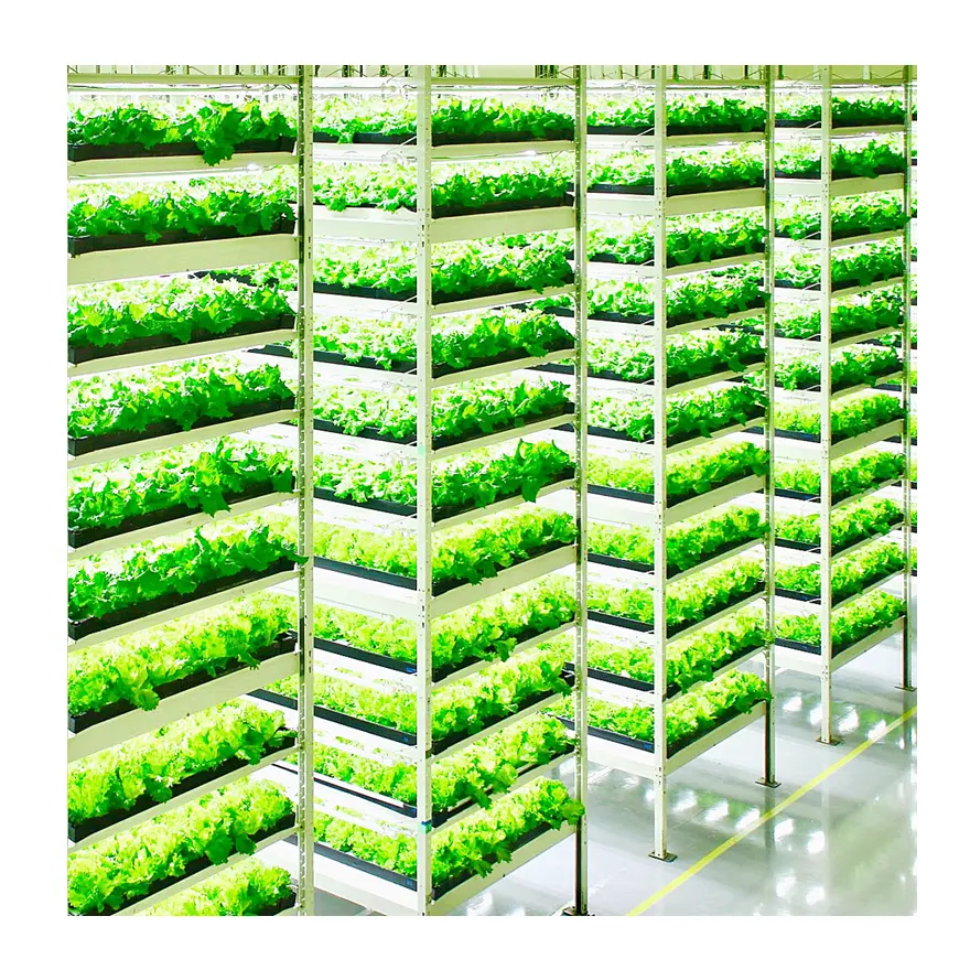 ระบบ Hydroponic สำหรับการงอกแนวตั้งฟาร์มพืชในร่มที่มี600วัตต์นำเติบโตแสง