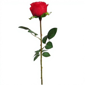 Petali di Fiori Secchi Decorativi di Alta Qualità Grado A, 50cm, Rosa Conservata <span class=keywords><strong>con</strong></span> Stelo Lungo, Oltre 60 Colori, Vendita all'Ingrosso - Product Image 1