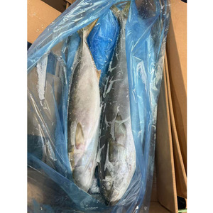 <span class=keywords><strong>Poisson</strong></span> queue-de-pie jaune congelé entier Hiramasa, approvisionnement en vrac 500-800g, IQF, emballage personnalisé - Product Image 6
