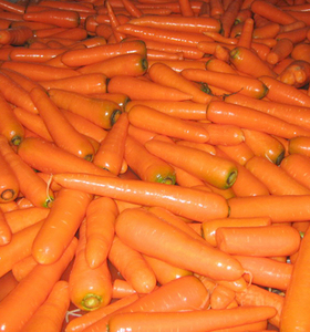 Bandes de carottes en vrac fraîches de Chine Produit de haute qualité - Product Image 3
