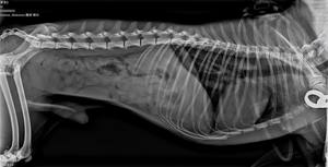 Instrument vétérinaire Offre Spéciale OSCAT 17*17 détecteur à écran plat sans fil radiologie médicale filaire détecteur à écran plat à rayons X - Product Image 3