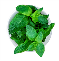 Poudre de feuilles de menthe poivrée soluble dans l'eau, extrait de menthe poivrée en poudre, fourni par l'usine
