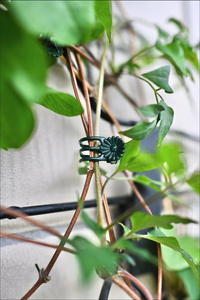 Clips de fixation pour plantes de jardin, clips de modelage de branches d'orchidées, petits clips de soutien pour fleurs grimpantes - Product Image 3