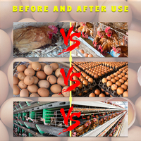 Prémélange d'Additifs Alimentaires pour Volaille : Vitamines de Croissance pour Poules Pondeuses et Qualité des Œufs