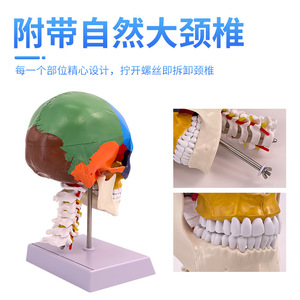 Modèle de crâne humain coloré, modèle de séparation des couleurs du crâne, crâne simulé à l'échelle 1:1 avec vertèbres cervicales. - Product Image 1
