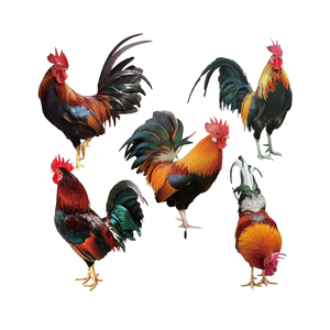 Soaoo dekorasi Natal ayam jantan akrilik, 5 buah patung taman luar ruangan & Seni halaman ornamen natal patung hewan ayam