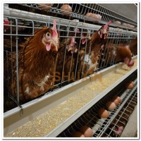 Cages de batterie de volaille de ferme de poulet d'angola poules pontes