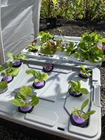 Tasses rondes en filet fendu en plastique de jardin pour orchidées hydroponiques aquaponiques noires