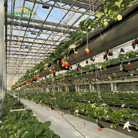 Serre en verre Venlo, système hydroponique, serre à fraises, invernadero avec système d'irrigation