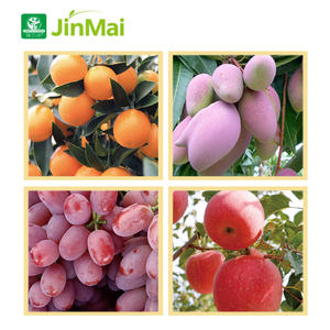 Engrais Potassique Agricole 0-0-55 B Zn Engrais Composé Soluble dans l'Eau <span class=keywords><strong>pour</strong></span> la Maturation des Fruits et l'Accumulation de Sucre - Product Image 4