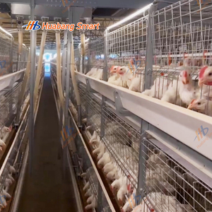 Cage pour poulets de chair en acier galvanisé à chaud durable avec système d'alimentation et d'<span class=keywords><strong>arrosage</strong></span> <span class=keywords><strong>automatique</strong></span> avancé - Product Image 3