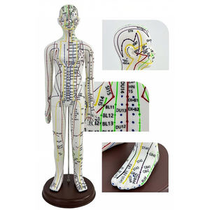 Modello di punto di agopuntura con codice inglese per il corpo umano, maschio/femmina, strumento pratico per l'insegnamento del TCM - Product Image 2