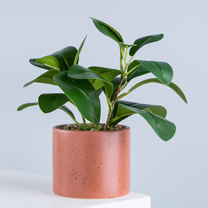 ต้นไม้ประดิษฐ์หยวนหวัง ต้นไทร ต้นเปเปอรอมีอา พร้อมกระถางเซรามิก สำหรับตกแต่งบ้าน สวนในร่มและกลางแจ้ง - Product Image 2