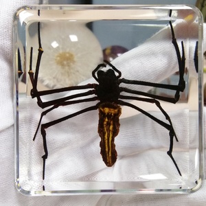 Nhện Tarantula thực sự côn trùng trong nhựa Epoxy khối kích cỡ khác nhau trường nguồn cung cấp giảng dạy tài nguyên taxidermy mô hình sinh học - Product Image 3