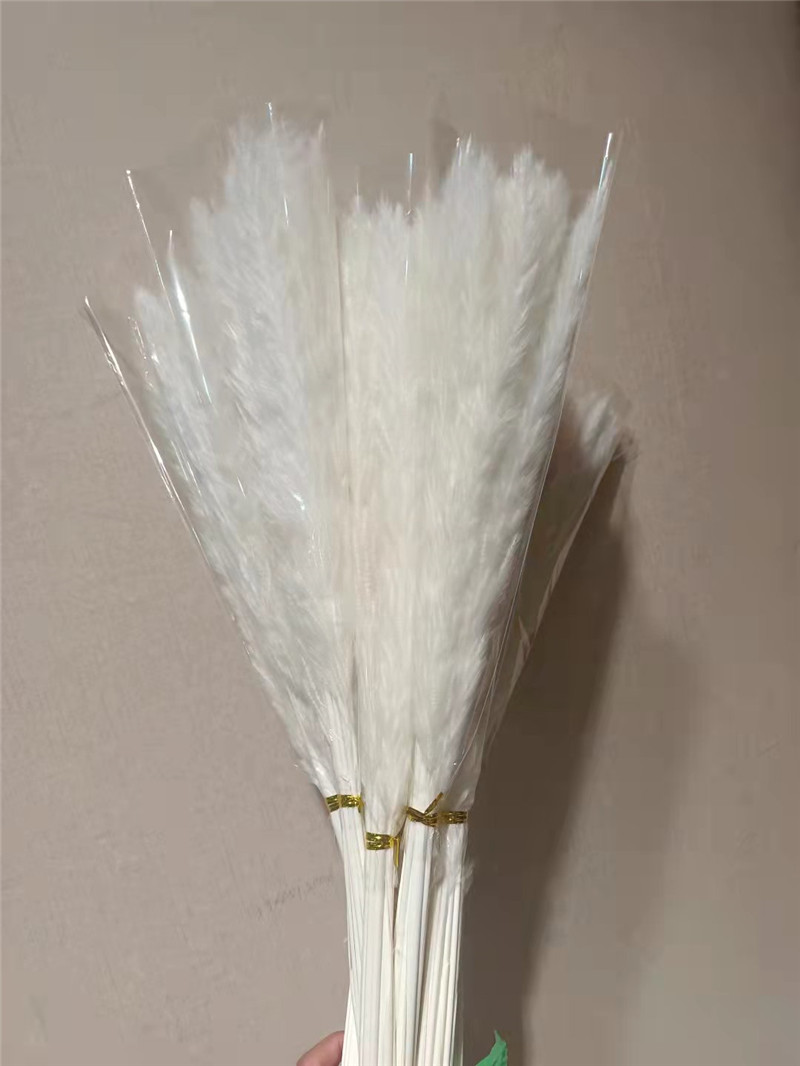 #30 pezzi di erba della pampa bianca