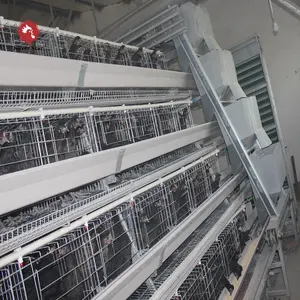 Automatisé cages de batterie de volaille pour les couches pour des fermes au ghana