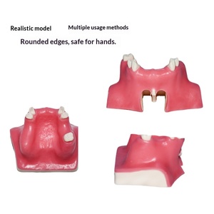Modèle d'implant dentaire pour <span class=keywords><strong>la</strong></span> pratique <span class=keywords><strong>de</strong></span> <span class=keywords><strong>la</strong></span> préparation dentaire, <span class=keywords><strong>la</strong></span> démonstration, <span class=keywords><strong>la</strong></span> formation et <span class=keywords><strong>la</strong></span> simulation, modèle dentaire pour le lifting du sinus maxillaire - Product Image 4