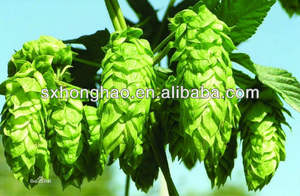 Bubuk Xanthohumol 3% 5% penjualan laris ekstrak bunga Hops ekstrak <span class=keywords><strong>Humulus</strong></span> lupus Xanthohumol ekstrak - Product Image 3