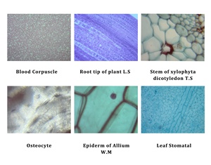 Caméra d'oculaire de <span class=keywords><strong>microscope</strong></span> professionnelle série SCMOS USB2.0 <span class=keywords><strong>5MP</strong></span> CMOS pour tous les microscopes - Product Image 6