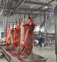 Solution clé en main pour l'abattage des porcs, équipement complet d'abattoir
