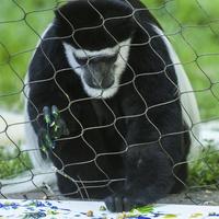 Edelstahl 304/316 Zoo-Kabelnetz für Tiergehege / Affengehege-Netz, Maßgefertigte Produktion