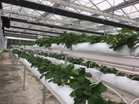 Système de culture hydroponique commercial à grande échelle pour la culture de fraises, tomates et concombres en gouttières